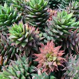 Haworthia cassytha (available 8.5cm and 10.5cm Ø)